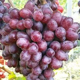 Виноград Шоколадный фото