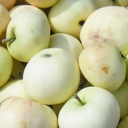 Яблоня Папировка фото