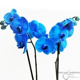 Фаленопсис Blue фото