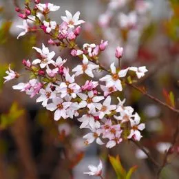 Спирея Fujino Pink фото