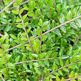 Жимолость Moss Green фото