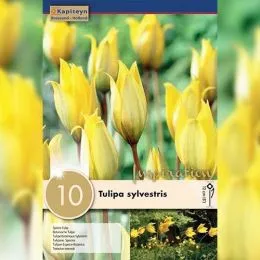 Тюльпан Sylvestris (Брендовые луковицы KAPITEYN®) фото