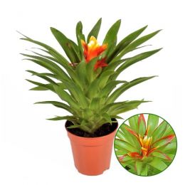 Гузмания Theresa фото