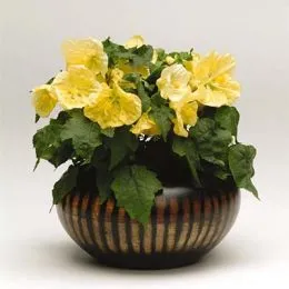 Абутилон Bella Yellow фото