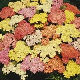 Тысячелистник Summer Pastels фото