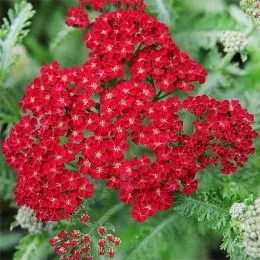 Тысячелистник Red Velvet фото