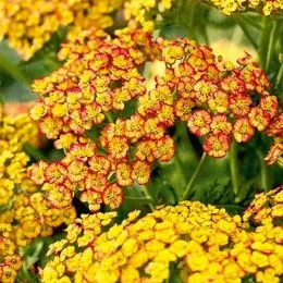 Тысячелистник Tricolor фото