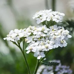 Тысячелистник White Beauty фото