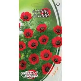 Адонис летний фото