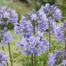 Агапантус Africanus фото