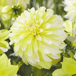 Георгина Hollyhill Lemon Ice фото