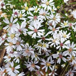 Астра Divaricatus фото