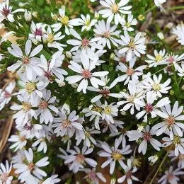 Астра Divaricatus фото