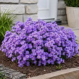 Астра Early Blue фото