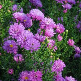 Астра Pride of Colwall фото