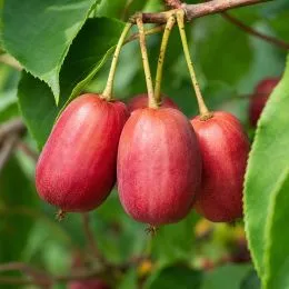 Актинидия аргута Scarlet September (Нежный вкус) фото