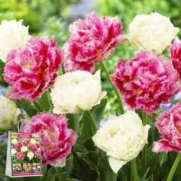 Микс тюльпанов Аляска (Премиум Луковицы) фото