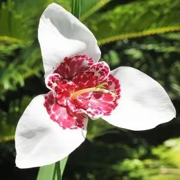 Тигридия Alba Grandiflora фото