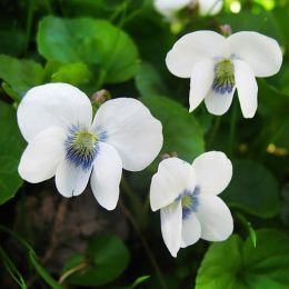 Виола Albiflora фото