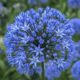 Аллиум Caeruleum фото