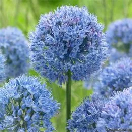 Аллиум синий Сaeruleum фото