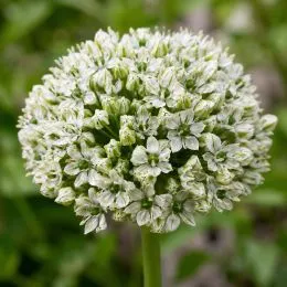 Аллиум Nigrum фото