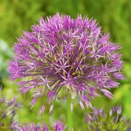 Аллиум Purple Rain фото