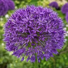 Аллиум Purple Sensation 10/12 фото