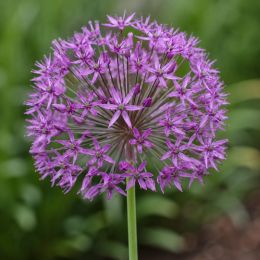 Аллиум Violet Beauty фото