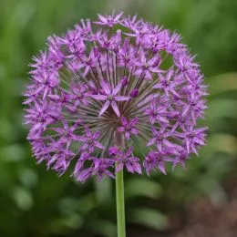 Аллиум Violet Beauty фото