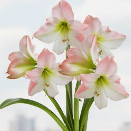 Амариллис Apple Blossom фото