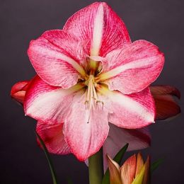 Амариллис Blossom Grandise фото