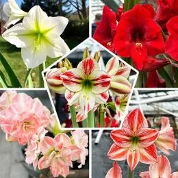 Амариллис Breeders Mix 28/30 фото