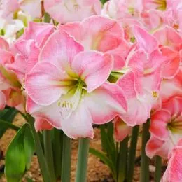 Амариллис Cherry Blossom фото