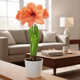 Амариллис Orange Queen фото