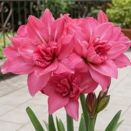 Амариллис Pink Symphony фото