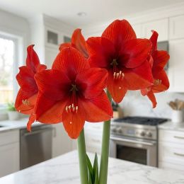 Амариллис Royal Dream фото