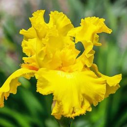 Ирис Amarillo Frills фото