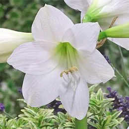 Амариллис Smallflowering White фото