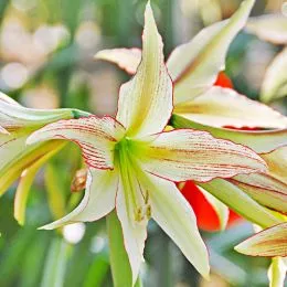 Амариллис Emerald фото