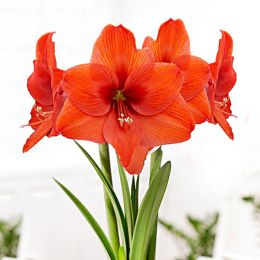 Амариллис Naranja 28/30 фото