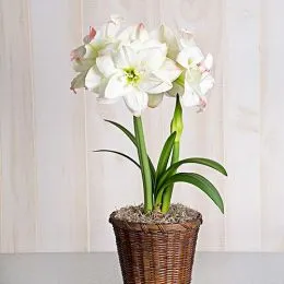 Амариллис Amadeus Candy фото