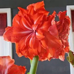 Амариллис Double Circus фото