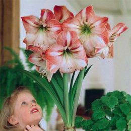 Амариллис Flower Record фото