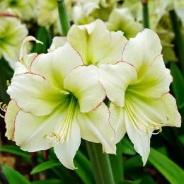 Амариллис Lemon Cream фото