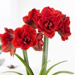 Амариллис Scarlet Nymph фото