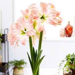 Амариллис Giant Amadeus фото