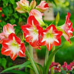 Амариллис XXL Minerva фото