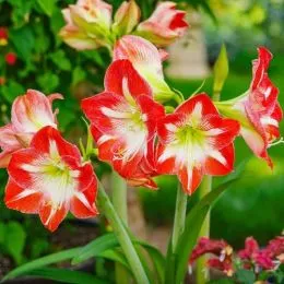 Амариллис XXL Minerva фото