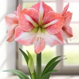 Амариллис Strong King фото